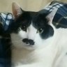 Profilbild von sippo