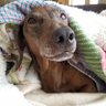 Weiner Bacon profil fotoğrafı