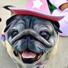 Pugs4Trump's profile picture