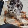 Фото профиля にゃんズ