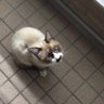 STRIDER's profile picture