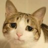 Profilbild von Fengster