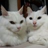 あすかの母 的头像