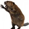 theattackbeaver 的头像