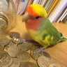 COCOちゃん profil fotoğrafı