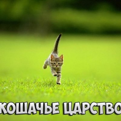 Кошачье Царство 🐈‍⬛🐈‍⬛🐈‍⬛🐈‍⬛🐈‍⬛'s profile picture