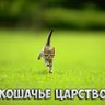 Кошачье Царство 🐈⬛🐈⬛🐈⬛🐈⬛🐈⬛'s profile picture