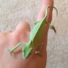Фото профиля Jacob Schropp🦖