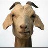 odiosa's profile picture