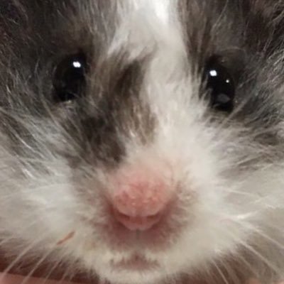 ごまちゃん's profile picture