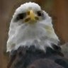 aguilucho's profile picture
