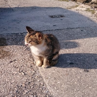 taro1232's profile picture