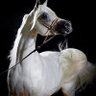 Profilbild von عبدالرحمن المبطي