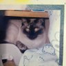 シャムネコ 的头像