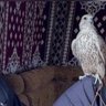‏﮼خليفة's profile picture