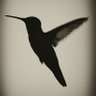 to kolibri's profile picture