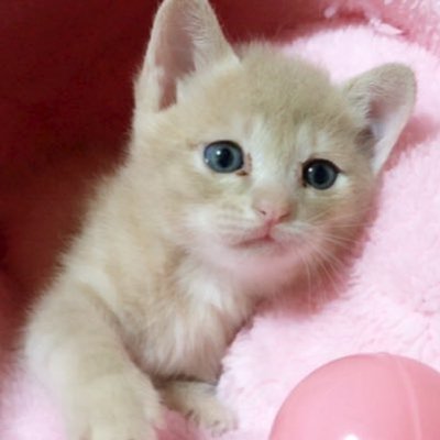 ひのき猫's profile picture
