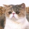 竹輪猫 的头像
