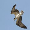 Profilbild von birdingCCS