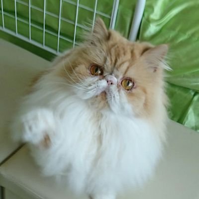 happycometrue11's profile picture