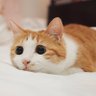 习奥塞斯库 profil fotoğrafı