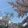 かさたな profil fotoğrafı