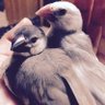 Фото профиля 文鳥ズ