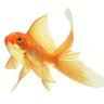 Фото профиля Jojo le poisson