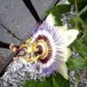 Фото профиля Delplanque