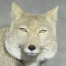 Profilbild von つよぽんさん/c⌒っ゚Д゚)っ