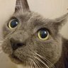 Shadow Cat's profile picture