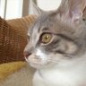 コタロー profil fotoğrafı