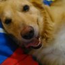 MaluLima's profile picture
