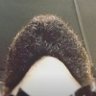 Profilbild von Beardburnme