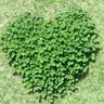 🍀Yotsuba.Shiawase🍀's profile picture
