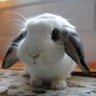 Фото профиля FuzzyBunniez