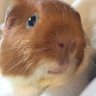 Hamster 的头像