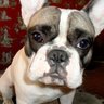 Фото профиля Good bulldog