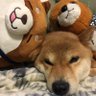 Фото профиля きなこ