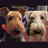 Dogs Chained And Throttled On X 的头像