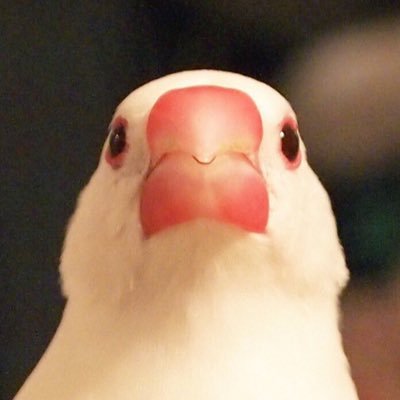 八千代さんとみやびちゃん's profile picture