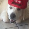 Last Chance America's profile picture