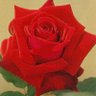 🌹あんごっち📎's profile picture