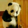 Profilbild von 大大大熊猫