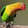 Фото профиля ハッシー
