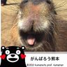 Profilbild von ひでかぴ