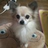 ちゃ～んしん profil fotoğrafı