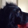 Profilbild von Avanti Ahoy 🐾