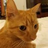 Ali 🇦🇺 🇺🇸 profil fotoğrafı