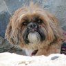 Profilbild von haroldthedog
